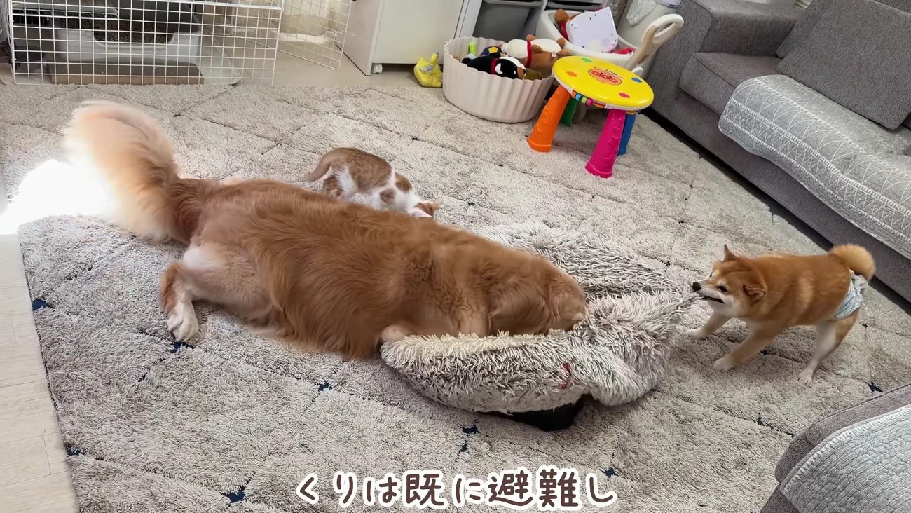 「クッションさえなければ…」