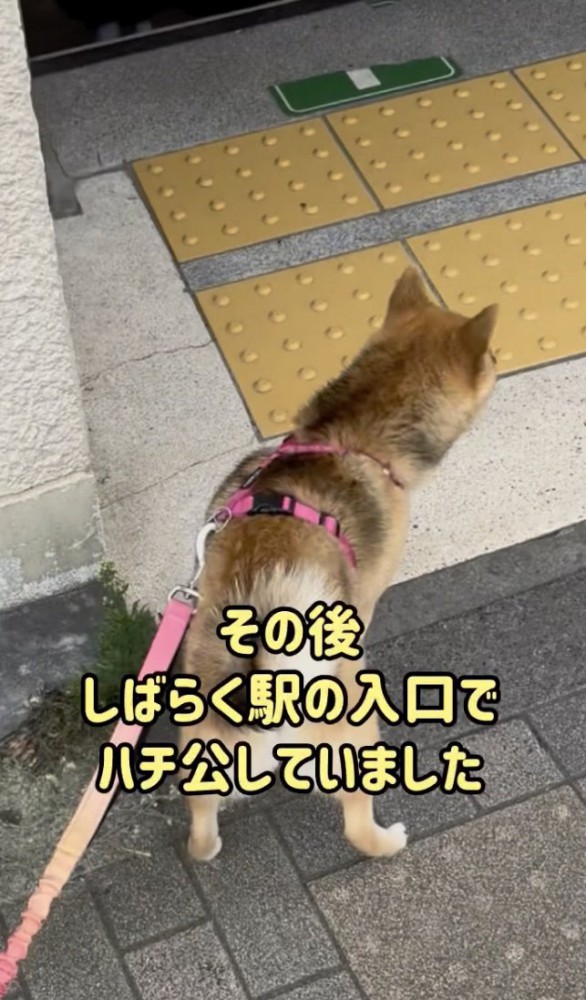 忠犬…！