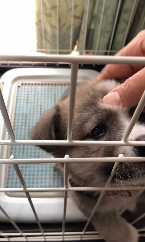 サスケくんの変化5