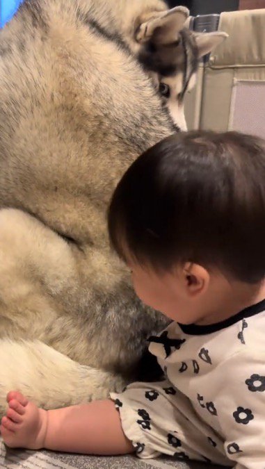 反対の肩越しに赤ちゃんを見つめる犬