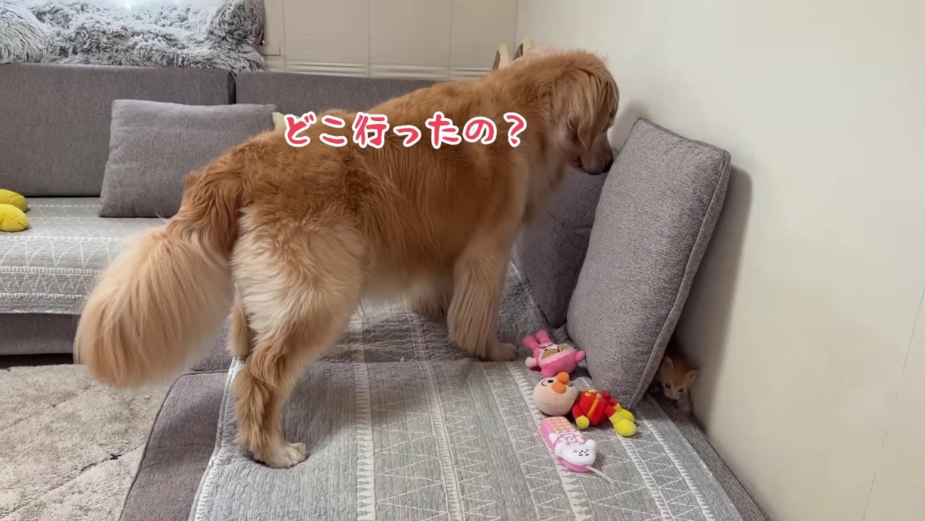 行方不明の子猫を探す