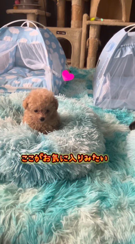 ベッドの上に座る子犬