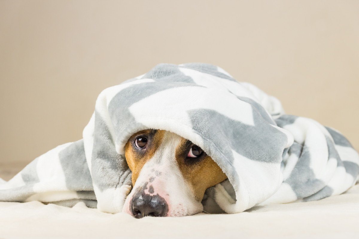 犬が「コタツ好き」な理由3つ!やってはいけない使い方まで解説 | わんちゃんホンポ