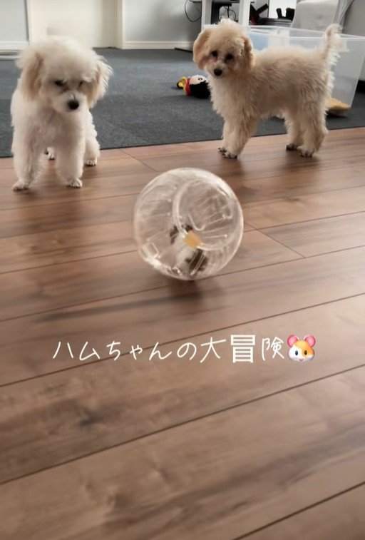 冒険中のハムスターとワンコたち