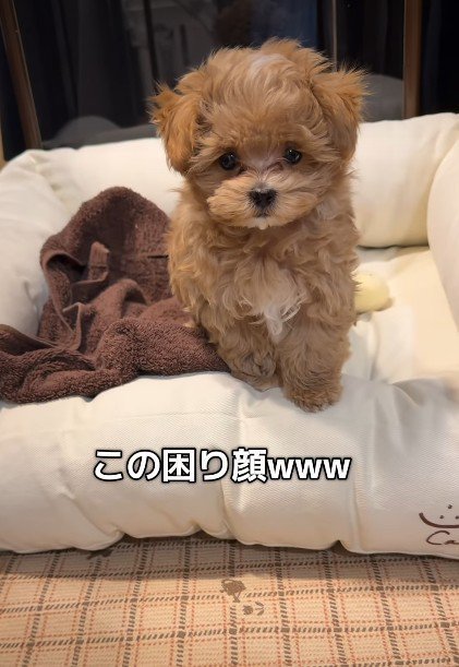 「降りられない…」