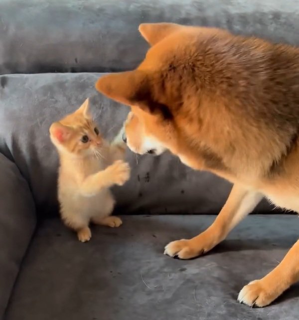 優しいちゃまるちゃん