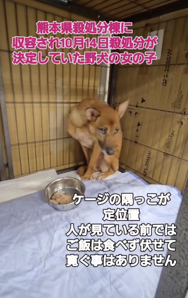 ケージの一番奥に…