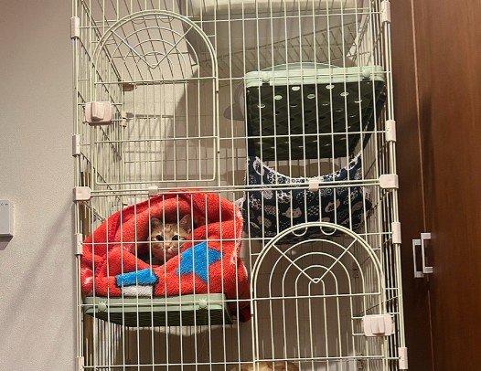 ケージで寛ぐルパンちゃん