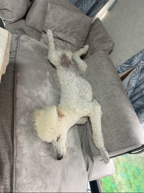 眠る大型犬