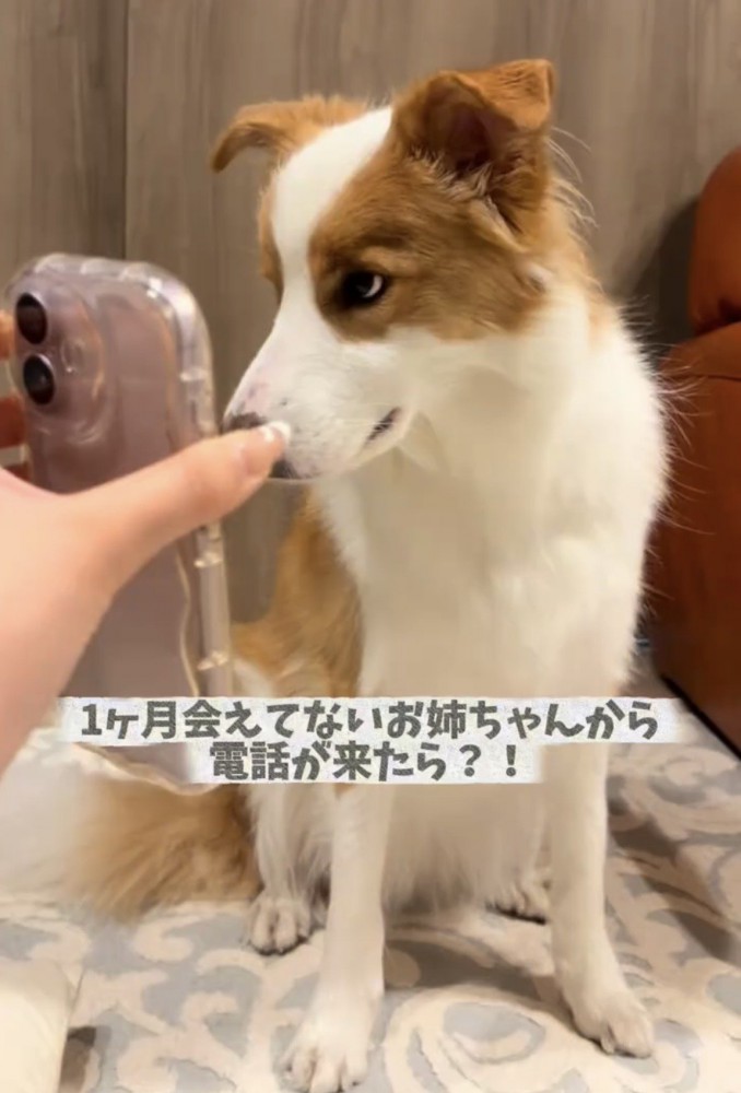 スマートフォンを見つめる犬