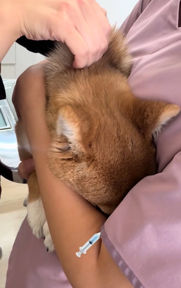 注射針が入ったつくねちゃん