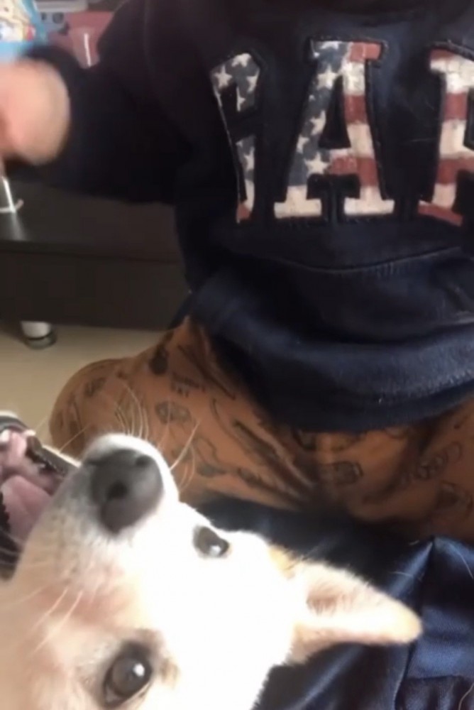 犬と赤ちゃん