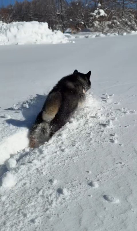 ももちゃんの雪遊び8