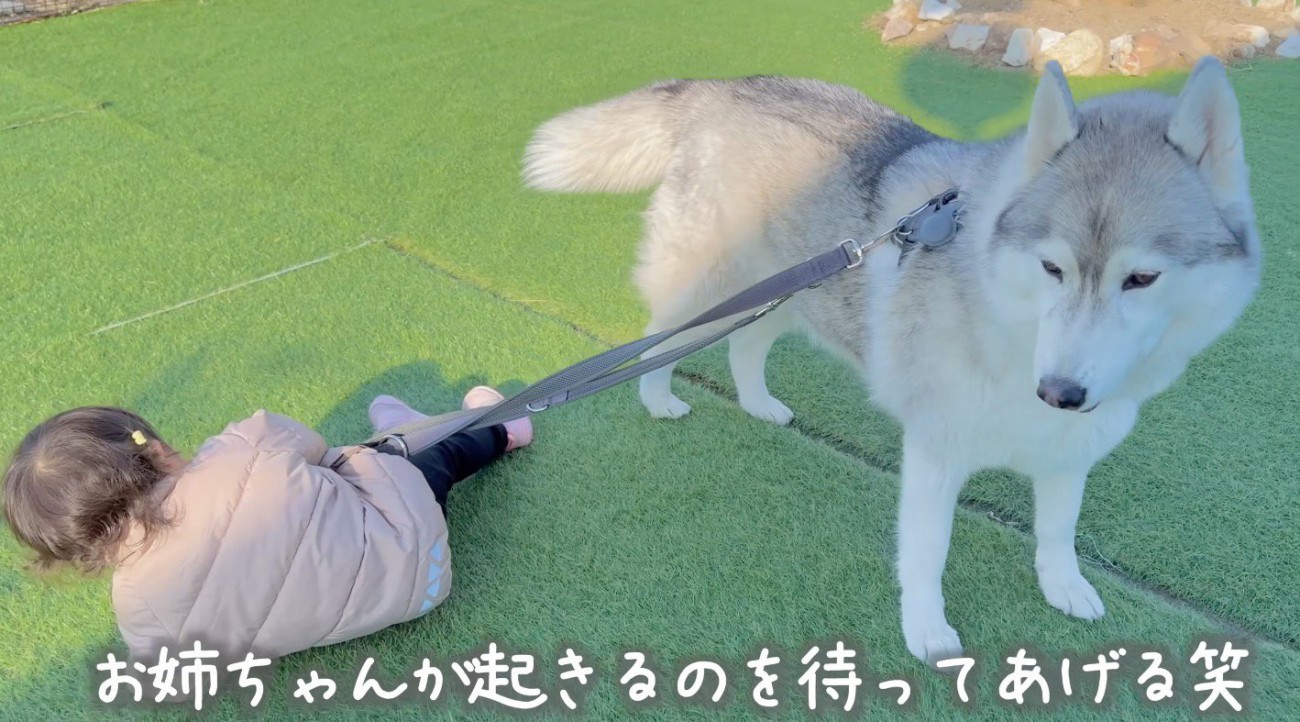 転んだ女の子のそばに立つ犬