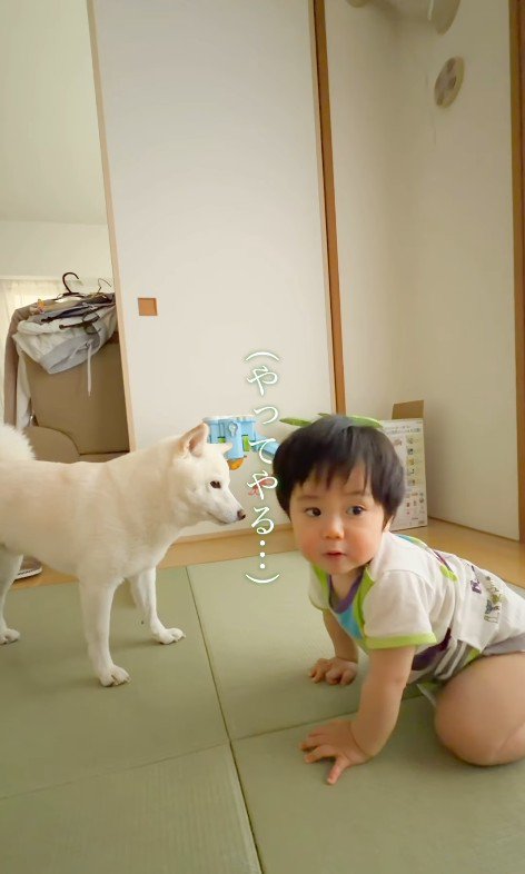 おまめちゃんと赤ちゃん4