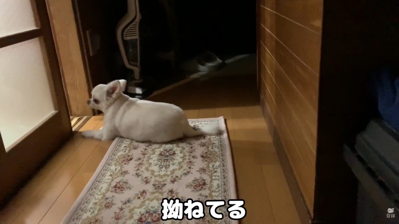 お姉ちゃんと喧嘩した時のコハクくん8