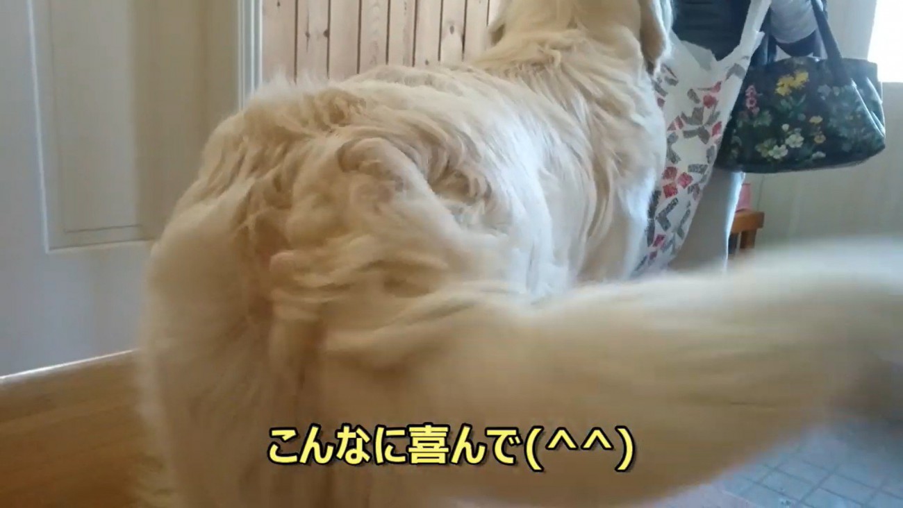 しっぽをフリフリ♪