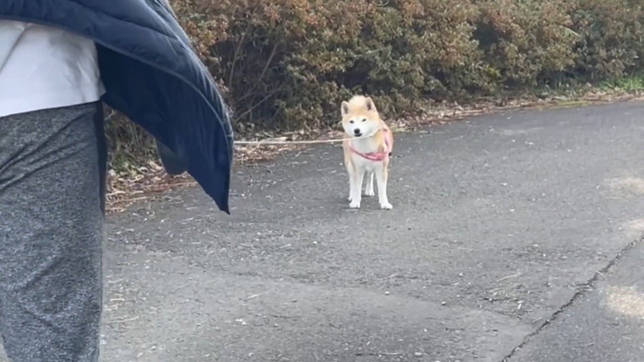 「疲れて歩けないよ～…」