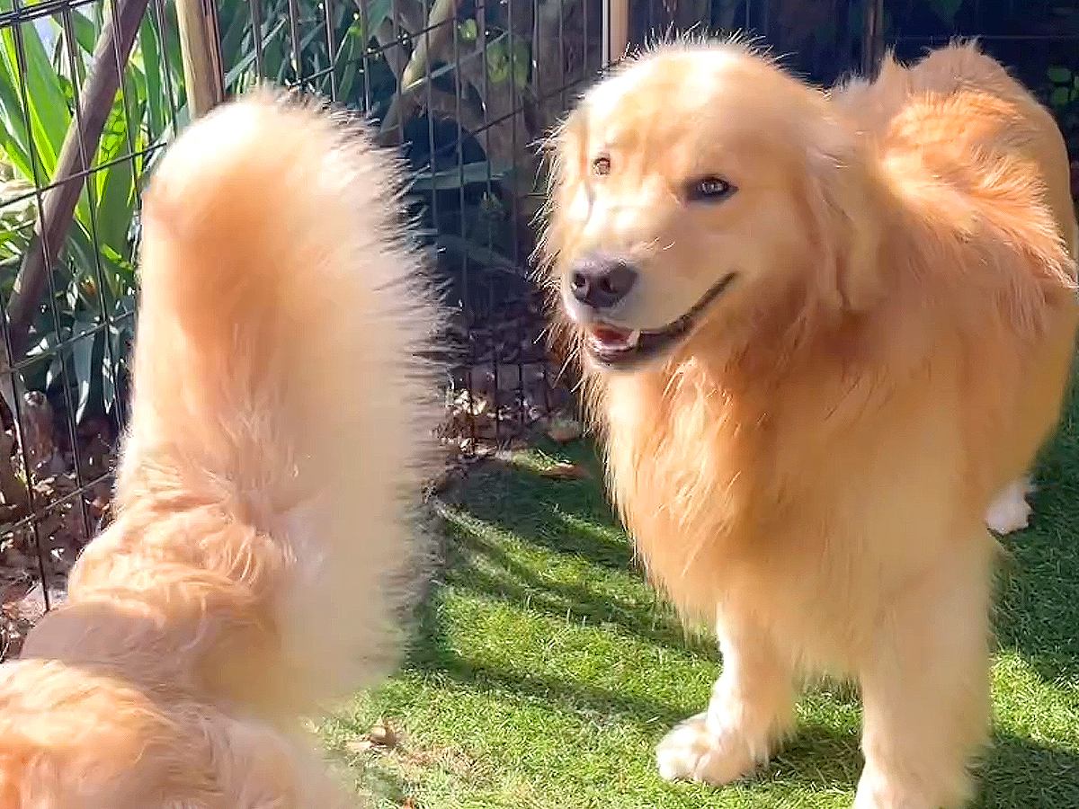 2匹の大型犬が『水を飲もうとした』結果…まさかの『順番待ち』が可愛すぎると25万再生「人間も見習いたい」「優しいお兄ちゃん」と絶賛 | わん ...