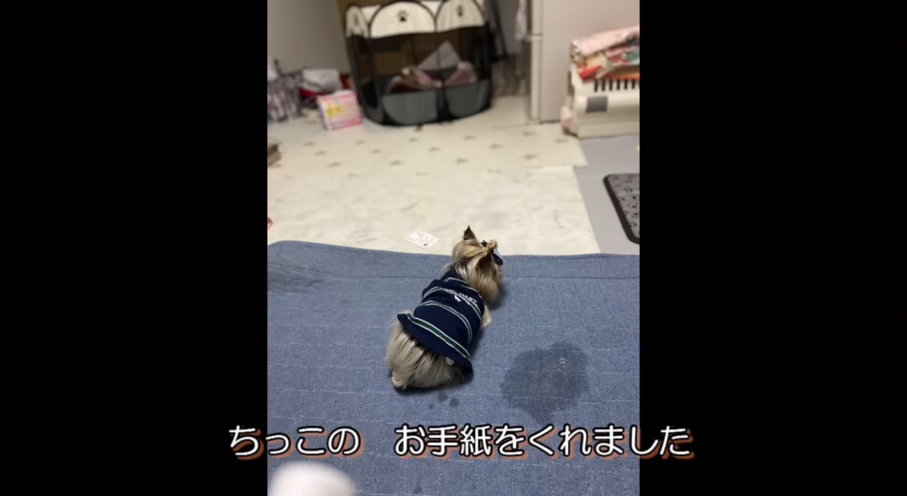 布の上に座るメスの老犬