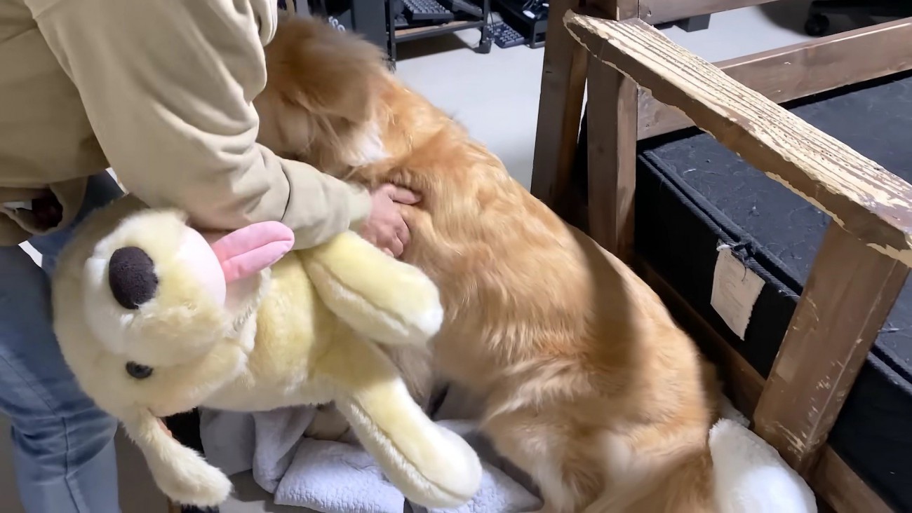 嬉しさが溢れ出すジョイくん