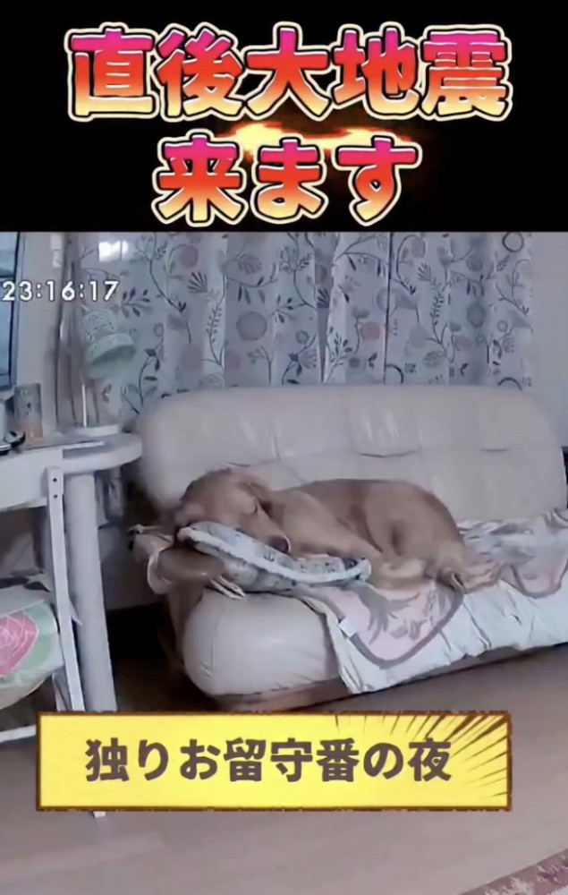 ソファで就寝中