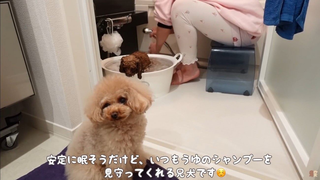 うゆちゃんのシャンプー中の出来事9