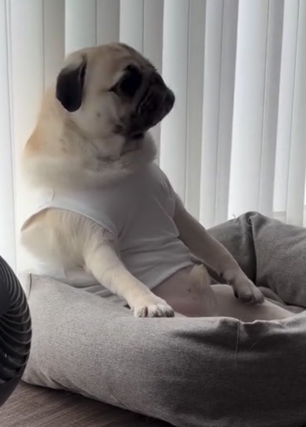 ゆったりと座る犬