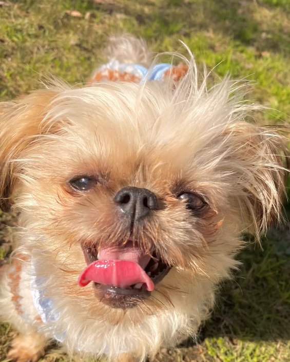 8か月後のわっふちゃん1