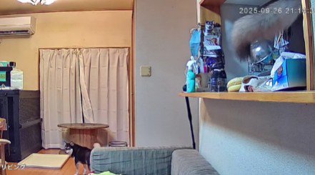 カウンターから尻尾！？