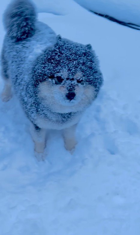 龍之介くんの雪遊び7