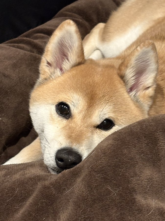 あざとい