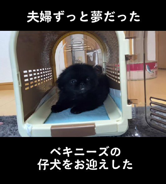 ペキニーズの子犬をお迎え