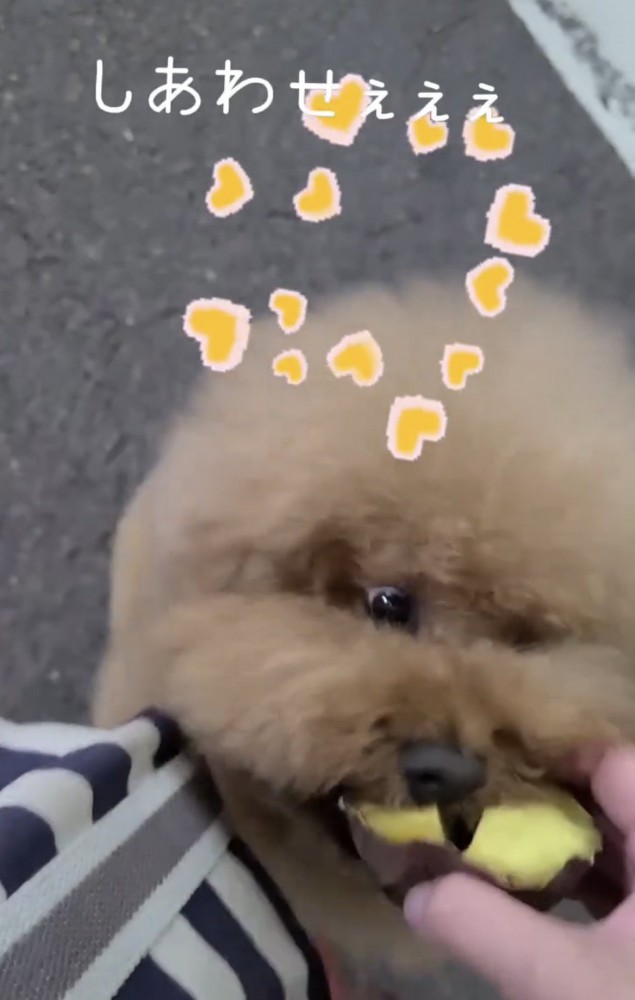 焼き芋に夢中な犬