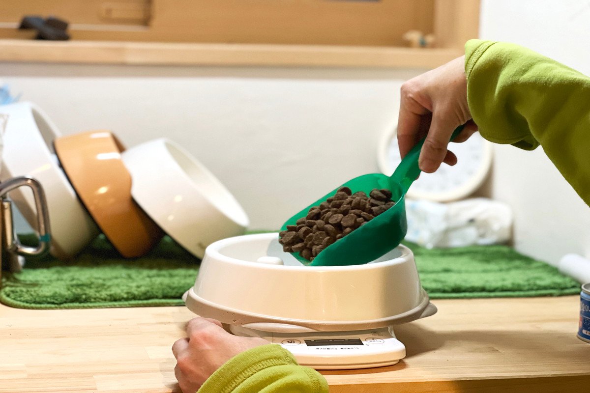 犬が肥満になる『NG習慣』5つ 愛犬を太らせすぎるとどうなるの?改善策まで