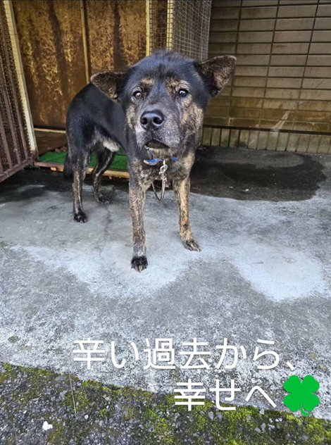 飼い主を待ち続けていました