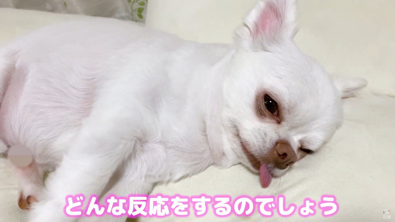 コハクくんの舌を掴んだら？2