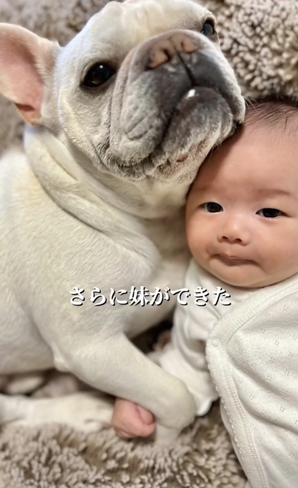 赤ちゃんを抱くように寄り添う犬