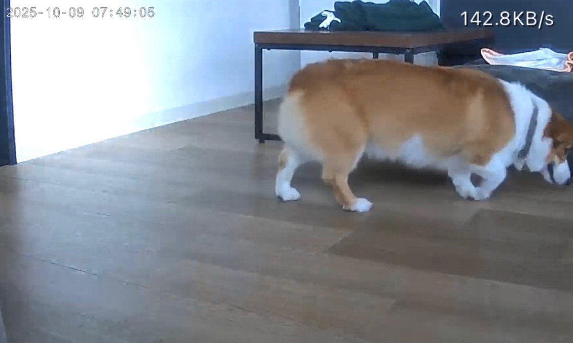 お留守番中のポムちゃん5