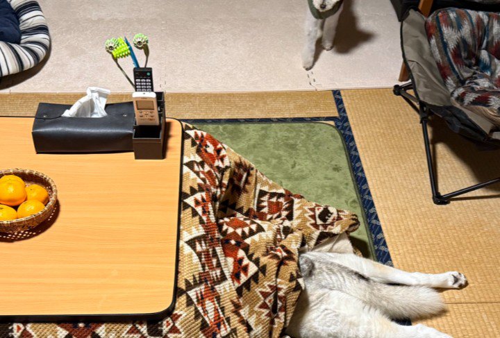 コタツが特等席！！