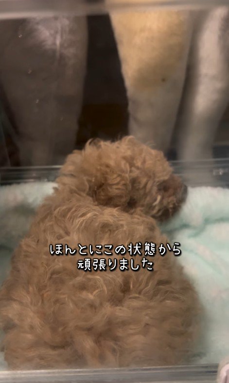 みらいちゃんが元気になるまで3