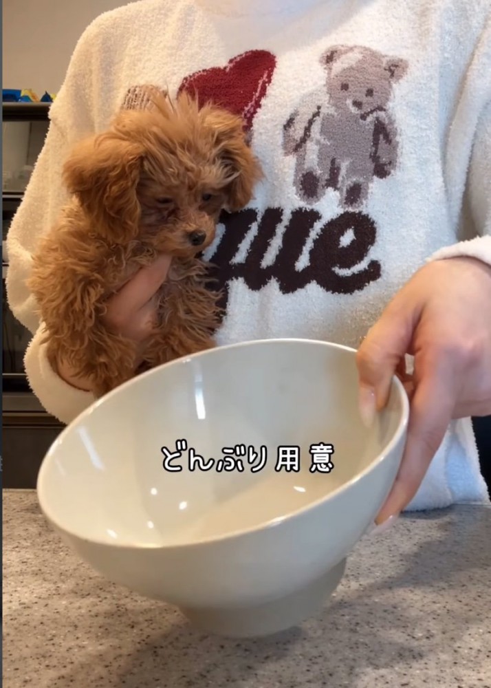 丼と犬