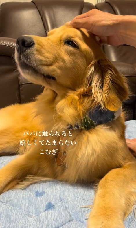 こむぎちゃんをナデナデ