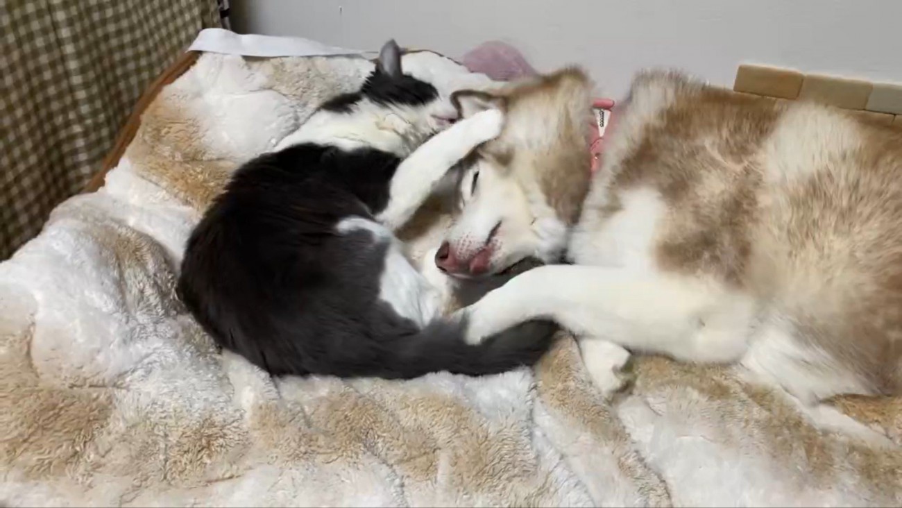 シャンテちゃん＆バロンちゃん