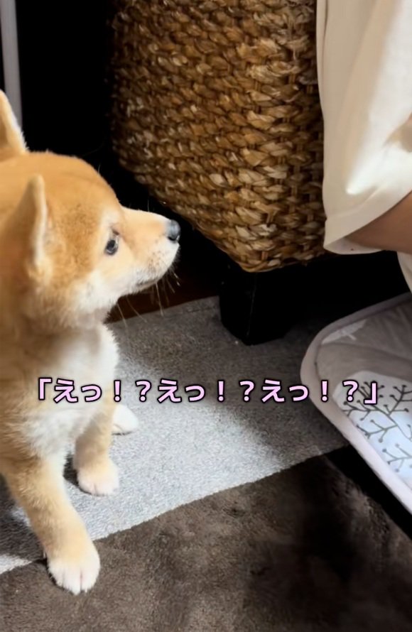 びっくりするワンコ