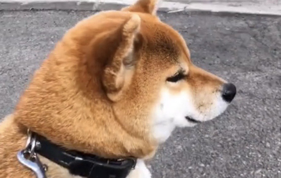 遠くを見つめる犬