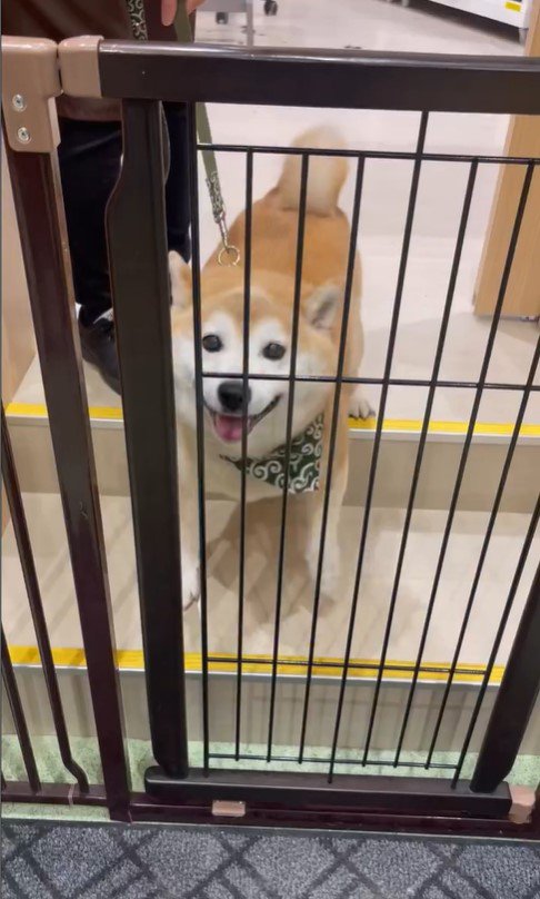 サロンに預けられる豆助座衛門くん