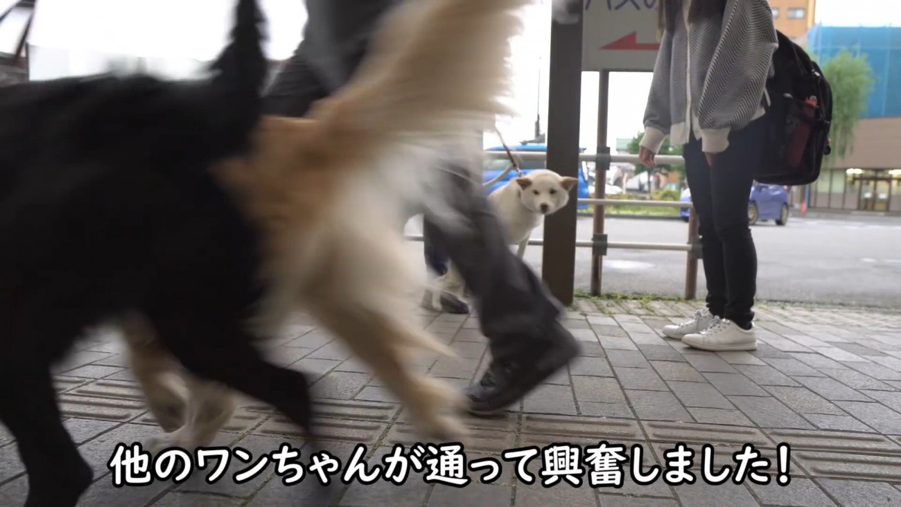 通りすがりのワンコに夢中