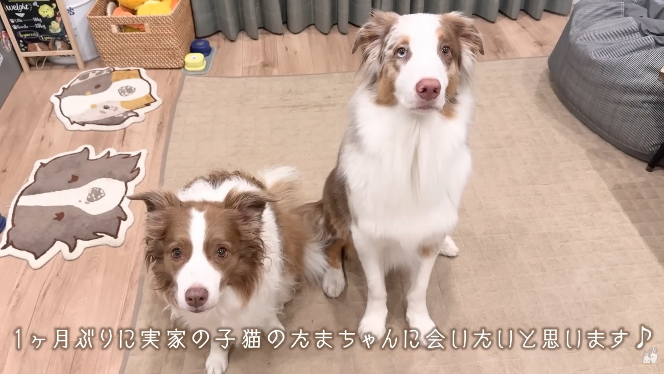 ワンコたちと子猫の再会