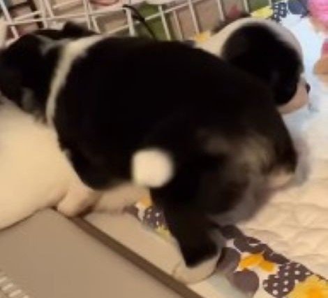 楽しそうに戯れる兄妹犬たち